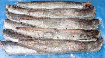 Fish Barracouta