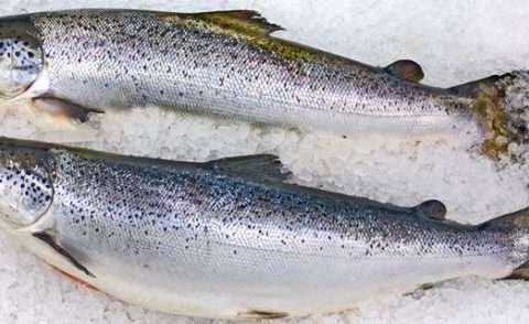 Fish Salmon Norwegian Fresh