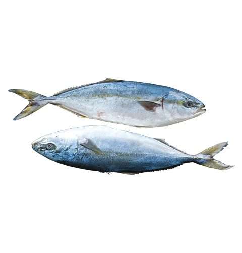 Fish Yellowtail Frozen Sea Local